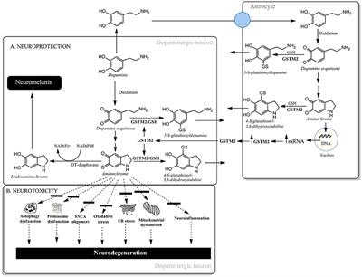 Commentary: Gene Therapy: A Promising Approach for Neuroprotection in Parkinson's Disease?